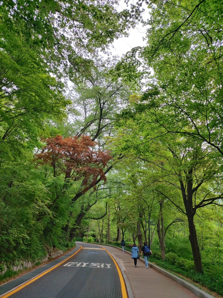 남산 산책길 힐링코스 남산도서관 벚꽃길 자연생태길 야외식물원 으로 이어지는 1시간 데이트하기좋은 산책로