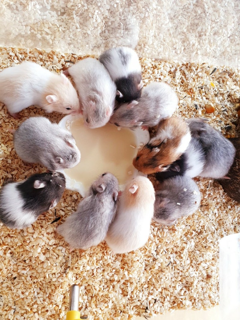 골든햄 키우기, 시리아 햄스터 크기 및 냄새! : 네이버 블로그, image size:800x1067