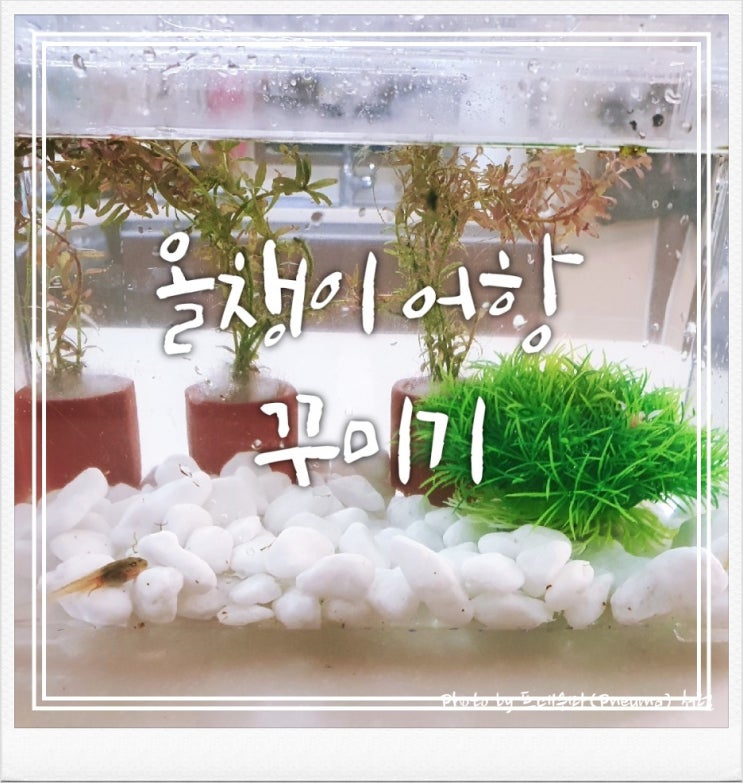 올챙이 키우기 어항 꾸미기 올챙이 키우기 어항 꾸미기