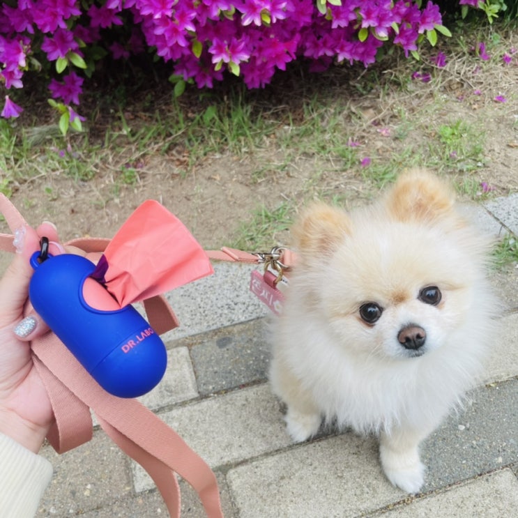  [강아지풉백]닥터라보 생분해배변봉투 배변통 디스펜서