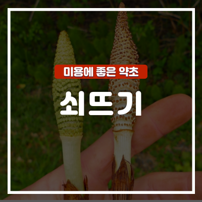  쇠뜨기 효능 및 먹는법과 부작용 : 쇠뜨기차
