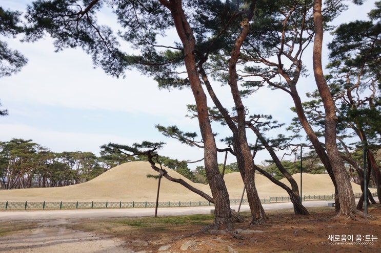  경주 산책하기 좋은 곳/ 사람적고 길이 예뻤던 <경주 오릉>