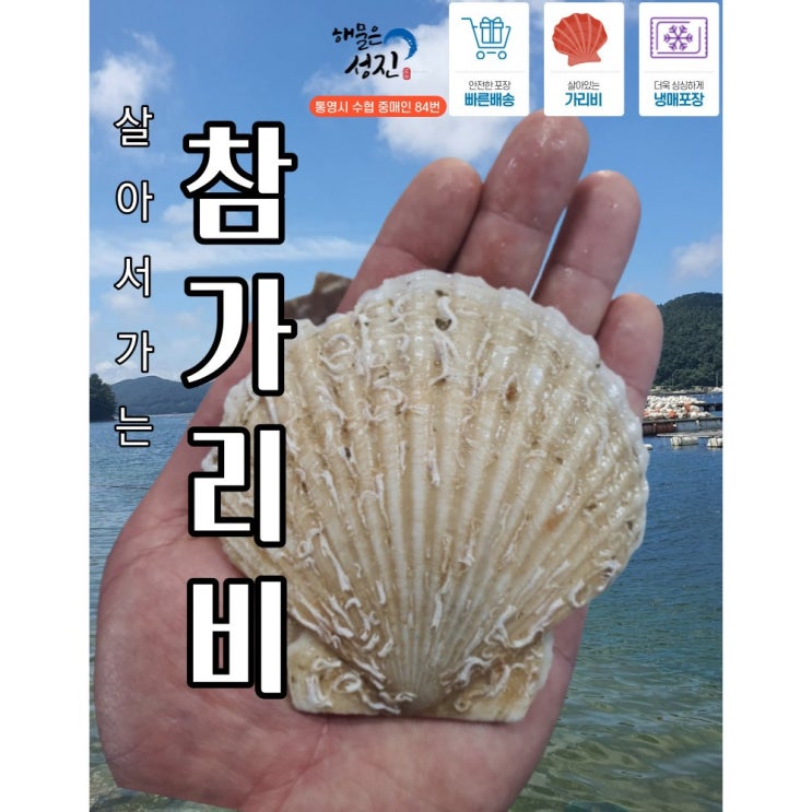 가성비 뛰어난 살아있는 대왕 참가리비 큰 가리비 1kg ··· 가성비 뛰어난 살아있는 대왕 참가리비 큰 가리비 1kg ···