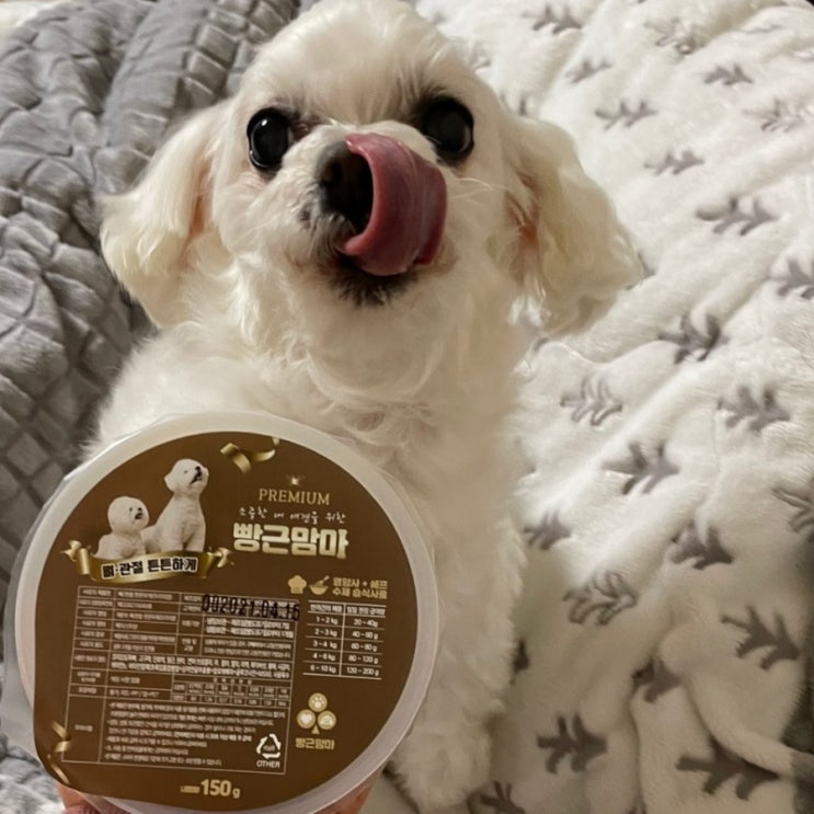 12살 말티즈 임웅이도 반한 '빵근맘마 강아지 습식수제사료' 구매하다