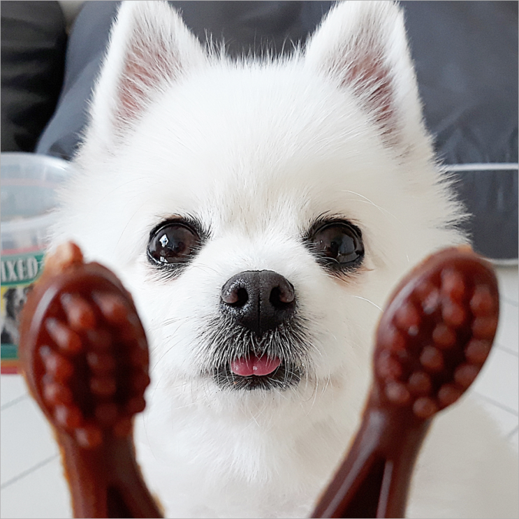  덴탈츄 애견덴탈껌 대용량 개껌 마이쪙