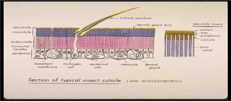 (실험) 곤충의 체벽 생리 기본 원리와 실험