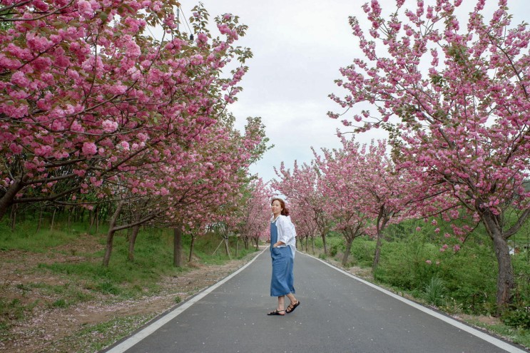  [충남 서산] 봄꽃놀이 끝난 줄 알았지? 겹벚꽃으로 난리난 꽃비 장마내린 "문수사" 후기