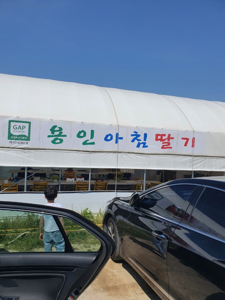  분홍스머프 딸기 농장 체험(feat.스머프주니어)