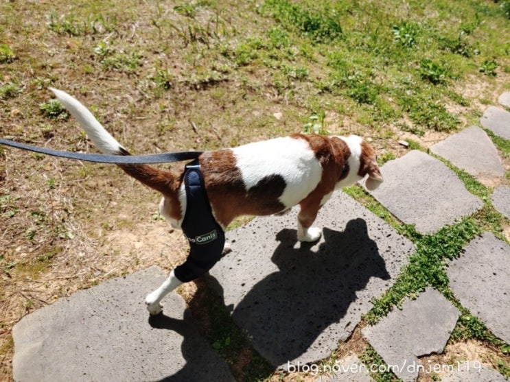 건강한 산책을 위한 강아지관절무릎보호대 오르토카니스