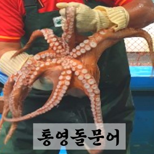 선호도 좋은 [항구의남자들] 통영 문어 돌문어 활문어 1kg 좋아요