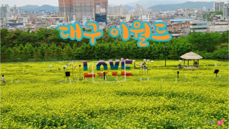  대구 이월드, 아이들과 가볼만한 곳, 유채한 봄(~5/2)