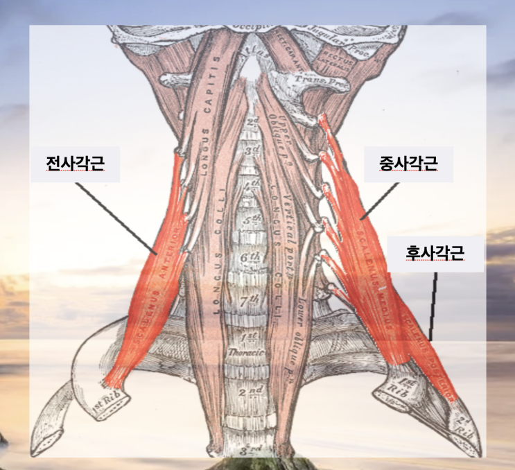  견갑거근 스트레칭 사각근 해부학 및 기능