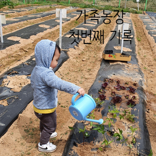 가족농장 모종심기 1,2주차 완료!(상추,곰취,당귀,고추,대파,부추모종)