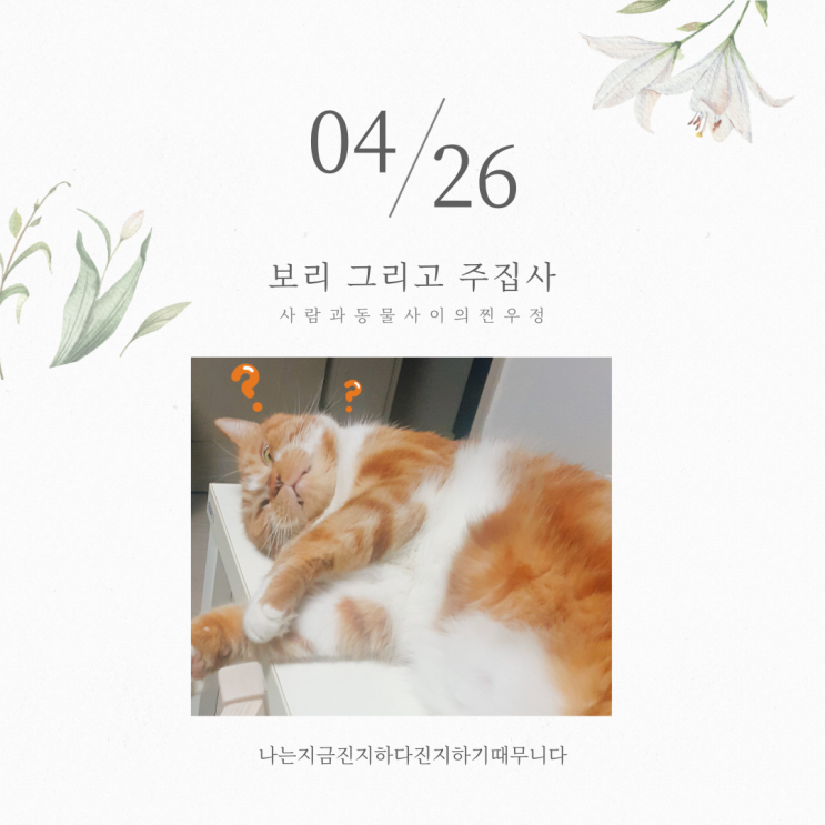  컴퓨터 할 때만 쪼르르 와서 자리 펴는 고양이