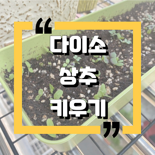  [내돈내산솔직후기]：다이소 상추키우기 ‘텃밭세트’：