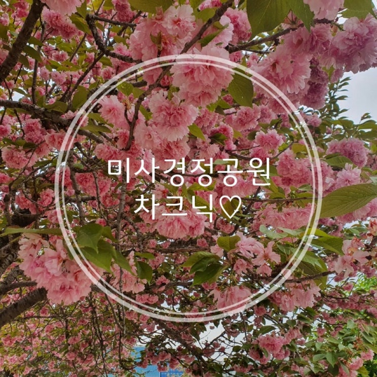 [차크닉] 하남 미사경정공원 겹벚꽃 맛집 후기
