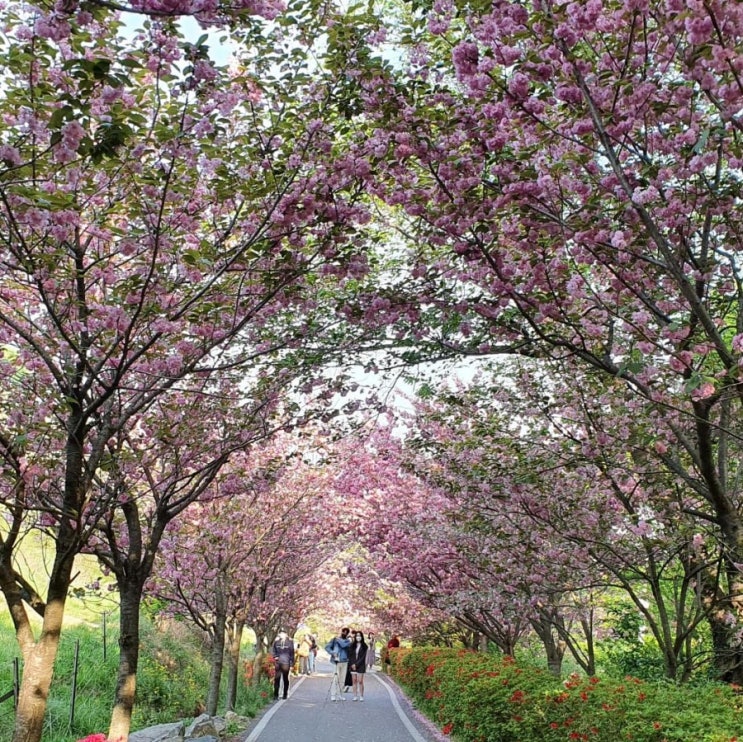  서산 겹벚꽃, 왕벚꽃터널 힐링걷기 - 문수사