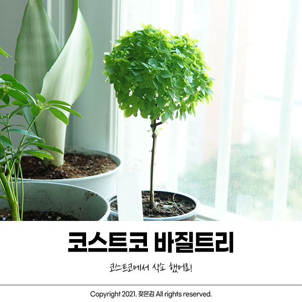 코스트코 바질트리 식쇼 했어요! 코스트코 바질트리 식쇼 했어요!