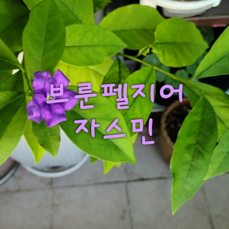 브룬펠지어 자스민 키우기   꽃 피우기 가지치기 그리고 꽃말