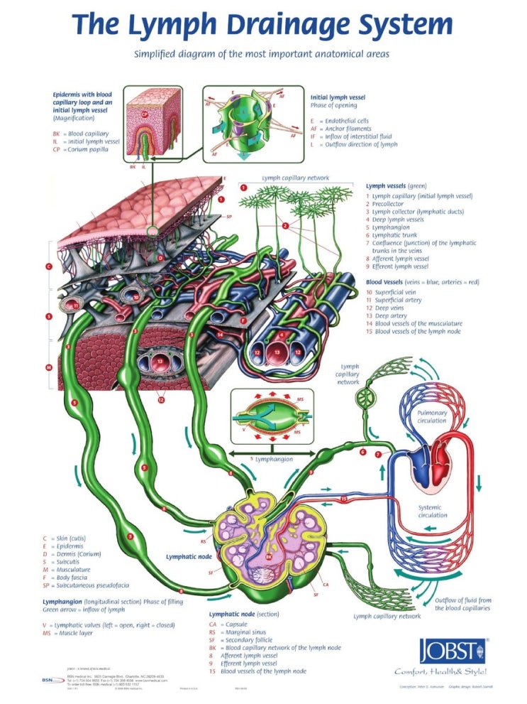 림프관 (lymphatic vessel) MLD를 위한 해부생리 01