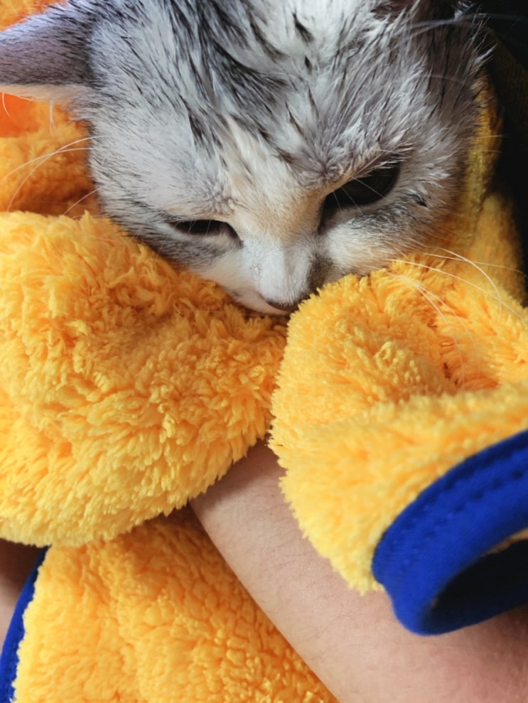  고양이 첫 목욕 시키기 도저언!!!! (밤이 생에 첫 목욕날)