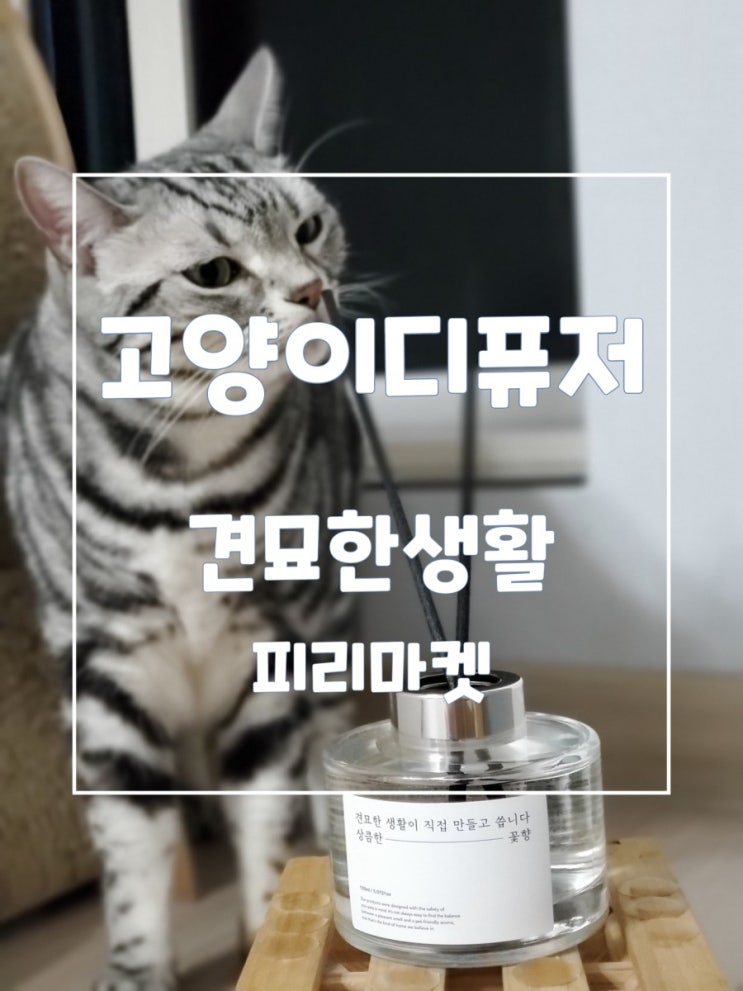 고양이디퓨저 피리마켓 견묘한생활 안전하게 사용해요 고양이디퓨저 피리마켓 견묘한생활 안전하게 사용해요