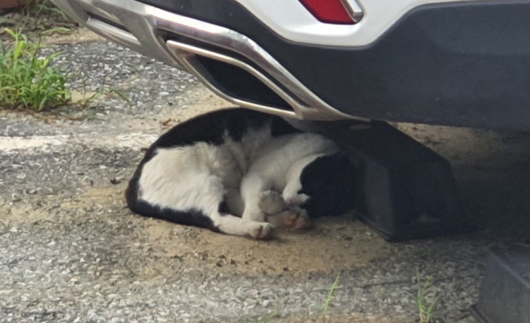 비둘기 천적 궁금해요?