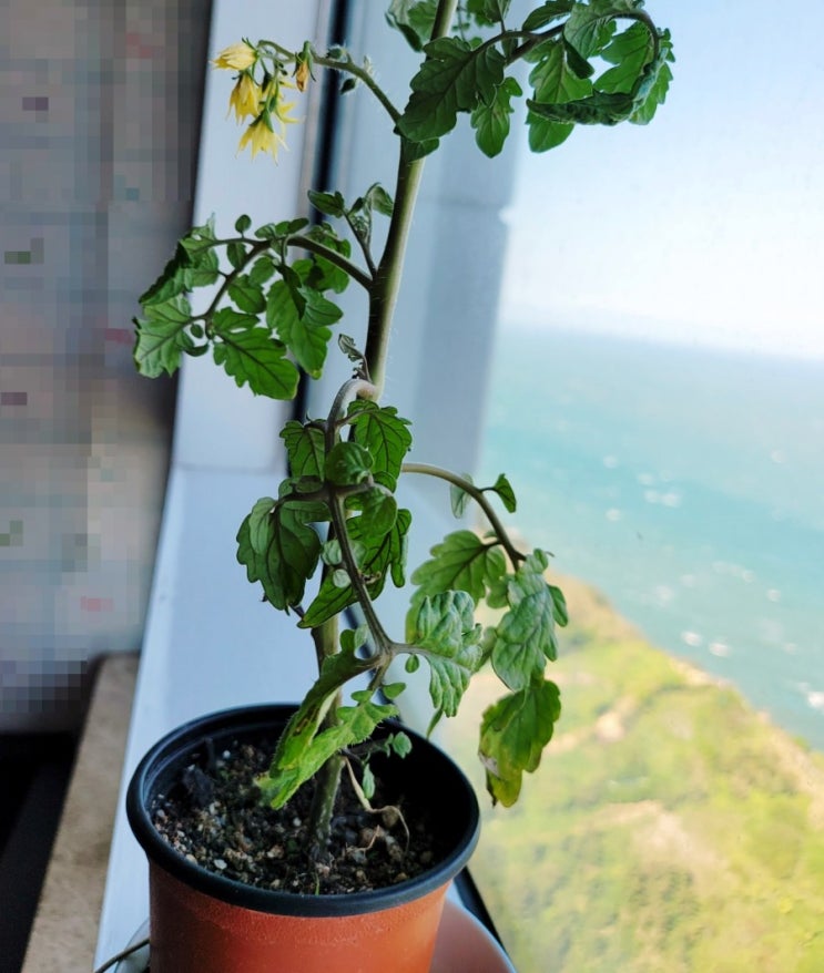  집에서 방울토마토기르기