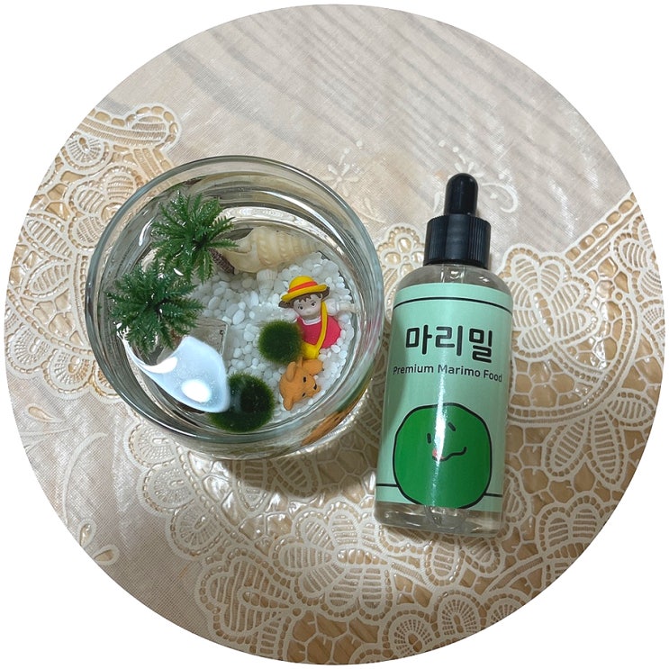 반려식물 마리모키우기: 밍망 마리모밥 마리밀