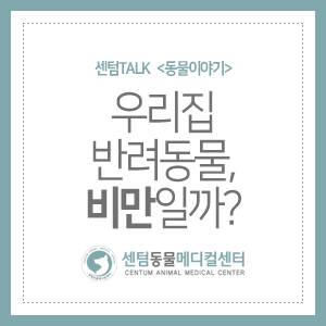  센텀TALK <동물이야기> 우리집 반려동물, 비만일까? (강아지, 고양이)
