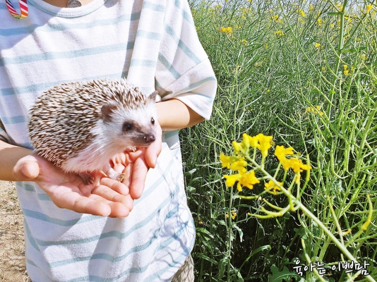  [고슴도치] 다솜이도 유채꽃 보러 나들이 왔어요!