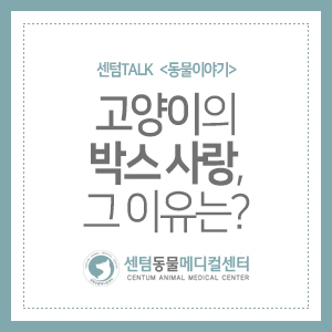 센텀TALK &lt;동물이야기&gt; 고양이의 박스 사랑, 그 이유는?