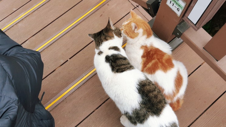  부산에는 고양이들이 많이 산다