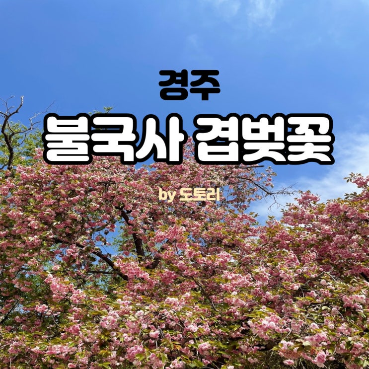  경주 불국사 겹벚꽃 실시간 개화 상황(2021/4/25)
