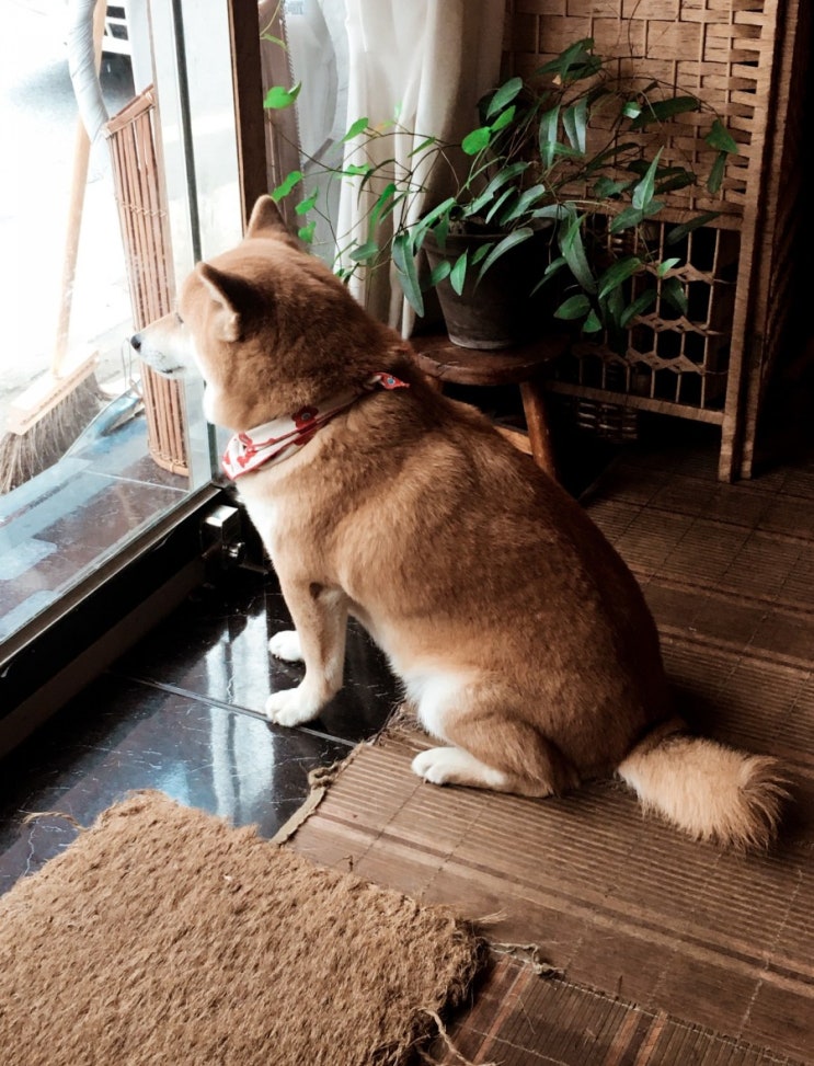 카페피크닉 카페피크닉