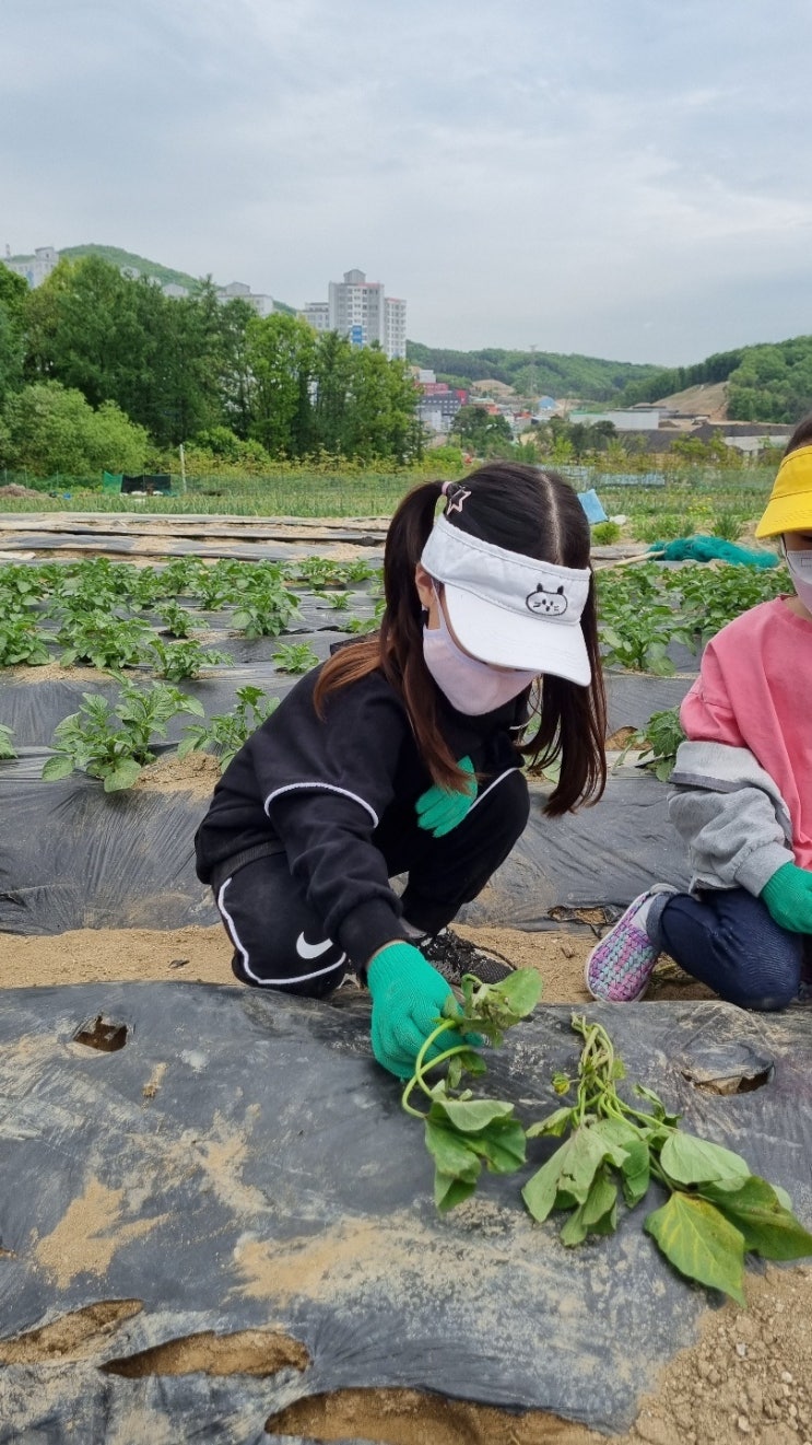  고구마 심기 이젠 거뜬하네
