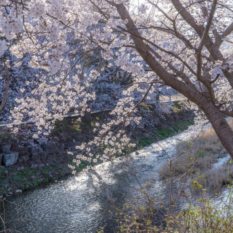  광주 정암천
