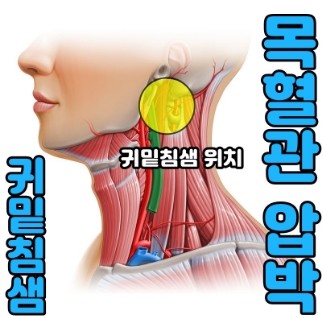 침샘부음 멍울(귀밑 턱밑), 침샘비대증 증상 완치법 : 네이버 블로그