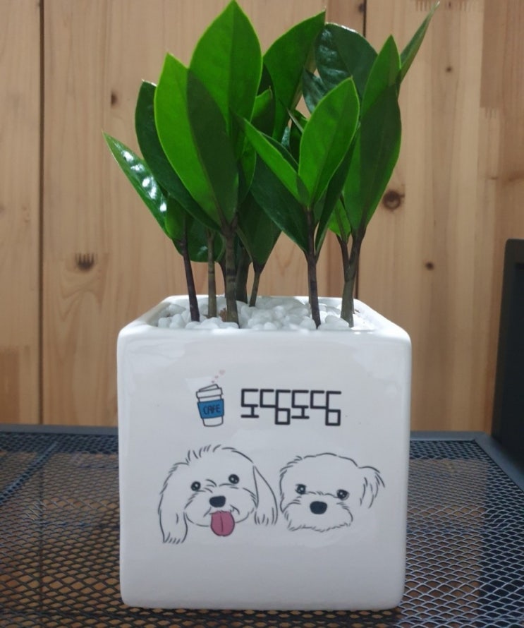  [카페/개업선물/집들이선물 추천]드로잉 화분/금전수 선물후기:)