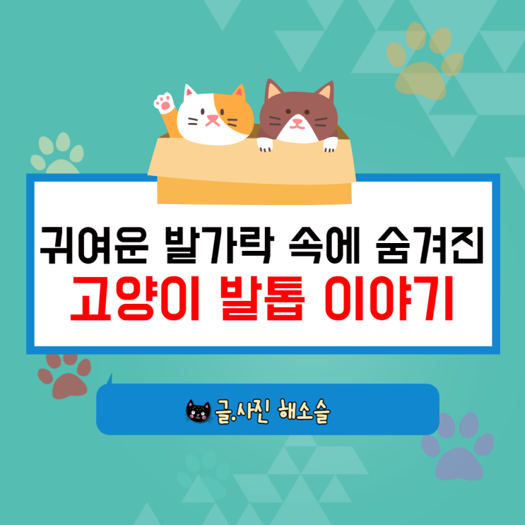  귀여운 발가락 속에 숨겨진 고양이 발톱 이야기(발톱 깎기 유의점)