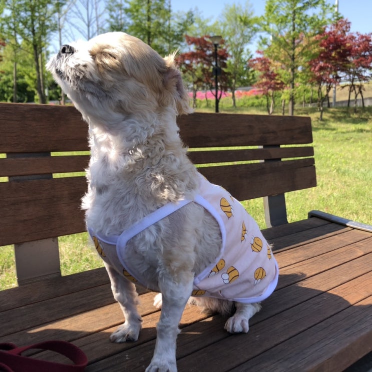  올 여름 강아지나시티는 오케바리땡큐네