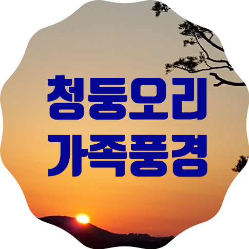 서울 홍제천의 청둥오리 가족들