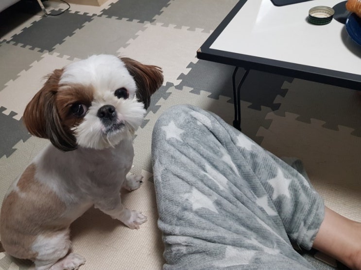  우리집 반려견 소개 1탄 (호두 편)