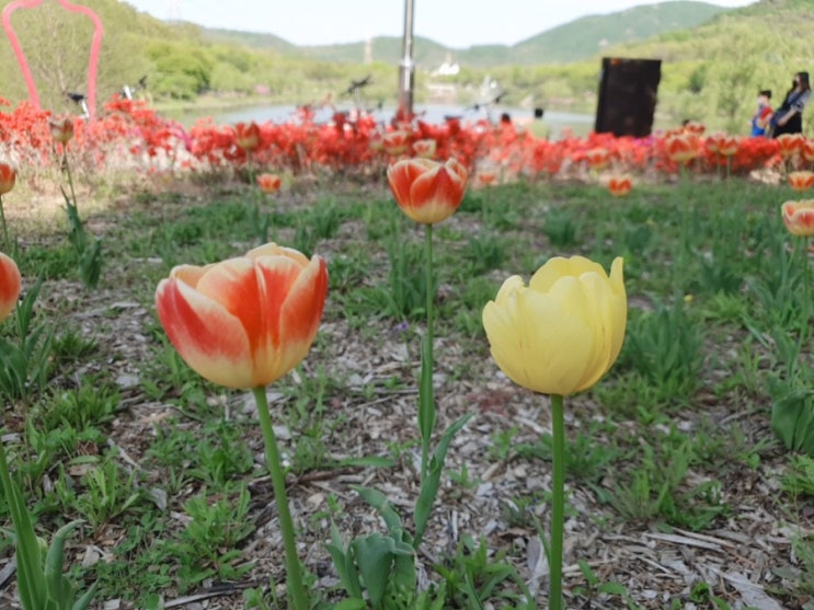  튜울립(튤립) 꽃말