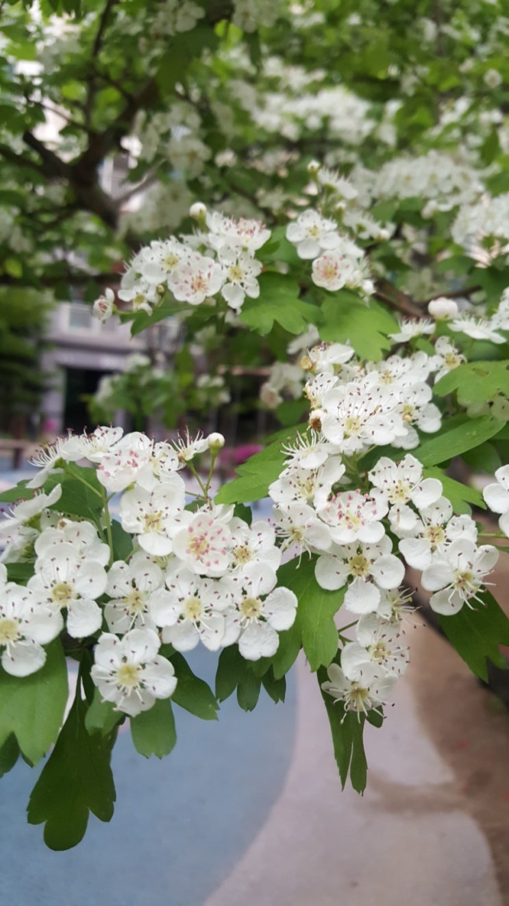  포일자이 주변 사진 4/27