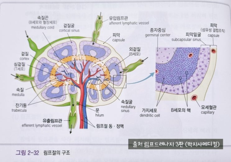림프절(lymph node)의 구조와 기능을 간단하게 알아볼까요?