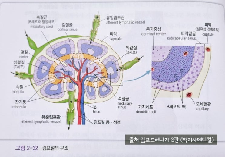  림프절(lymph node)의 구조와 기능을 간단하게 알아볼까요?