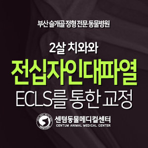  [치료 증례] 2살 / 치와와 / 전십자인대파열 / ECLS 수술 (부산 강아지 인대 수술 동물병원, 센텀동물메디컬센터, Extracapsular lateral suture)