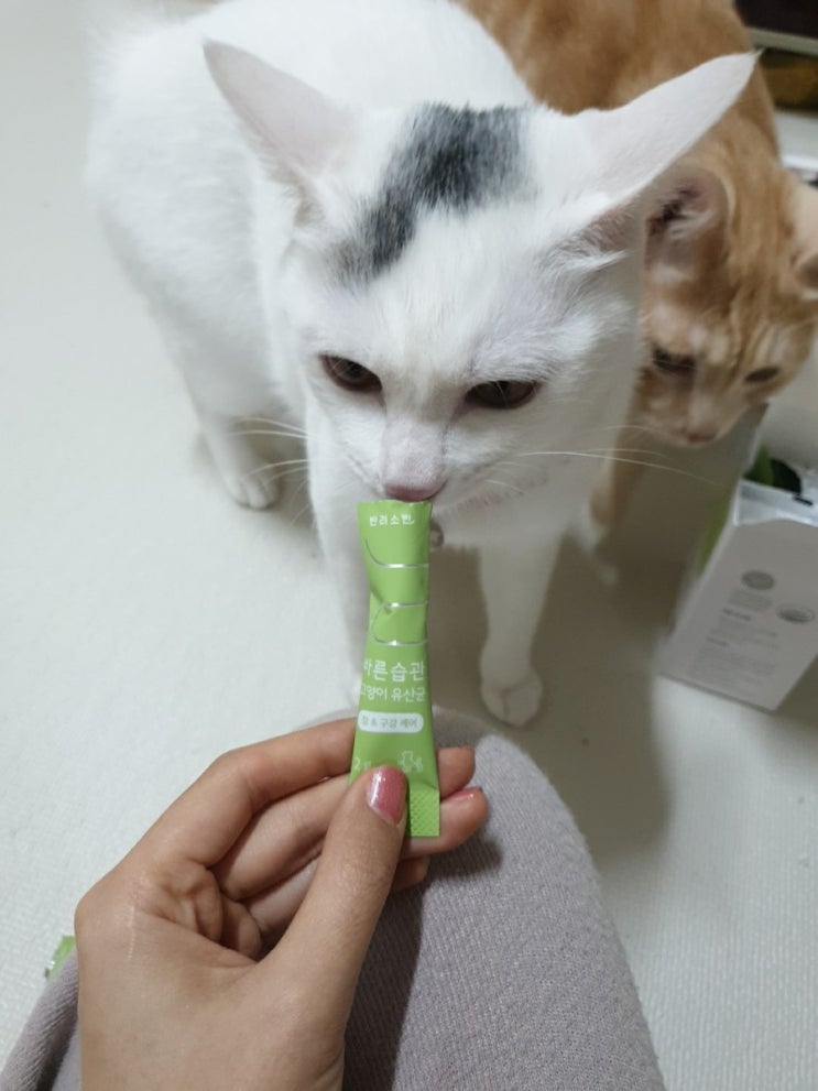  고양이 유산균 - 고양이 영양제 리뷰(반려소반 바른습관)