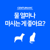  강아지 고양이들! 물 얼마나 마시는 게 좋아요?